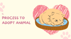 The Process for Adopting a Pet